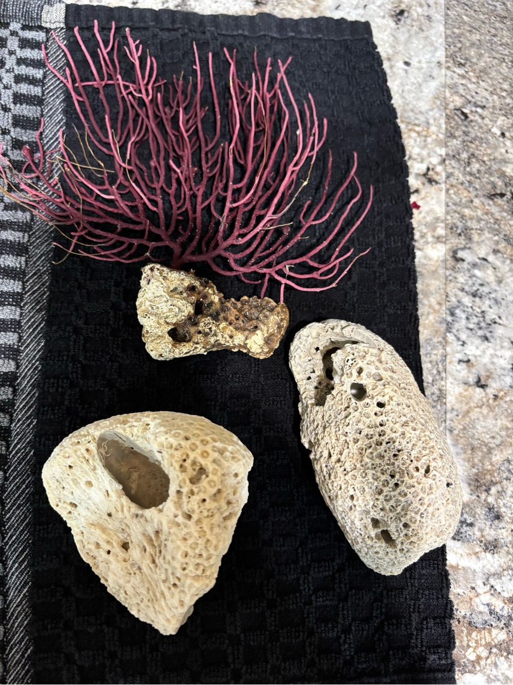 Natural Coral and Pumice Decorative Accent Set - Pink Coral, Cream Stones